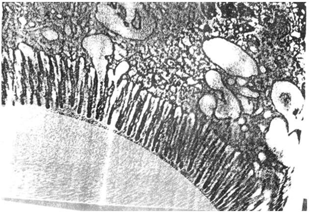 Membrana celije
